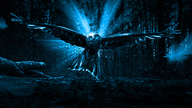 Adler Owl Desktop Background