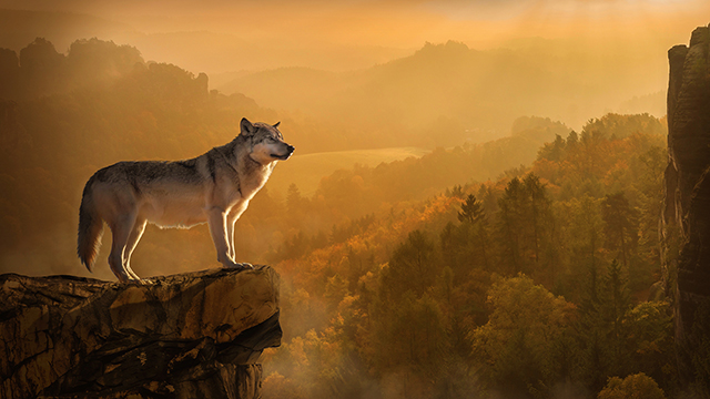 Autumn Wolf Desktop Background
