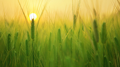 Barley Field Desktop Background