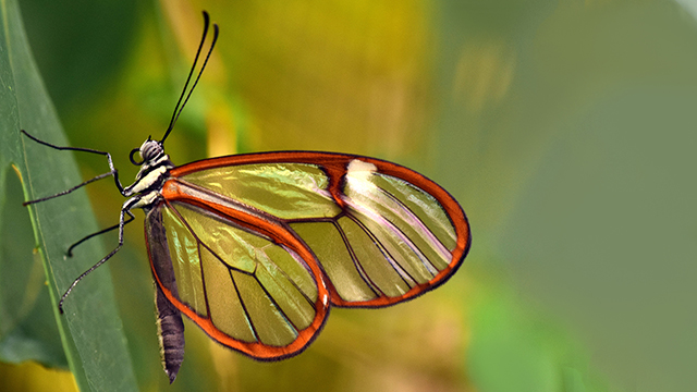 Beautiful Butterfly Desktop Background