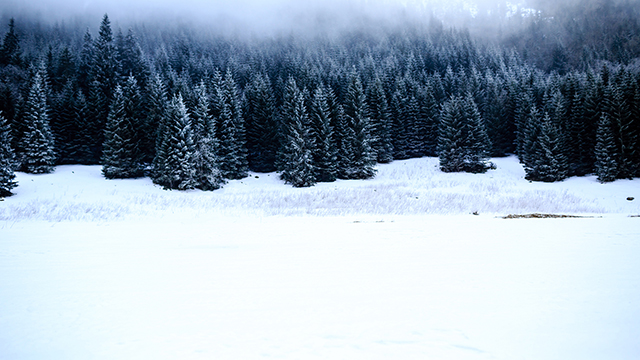 Black Forest Desktop Background