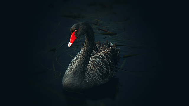 Black Swan Desktop Background