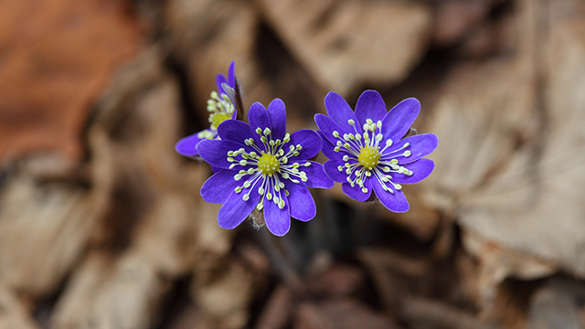 Blue Liverwort Flowers Desktop Background