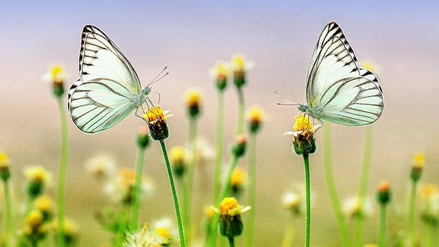 Butterfly Heaven Desktop Background