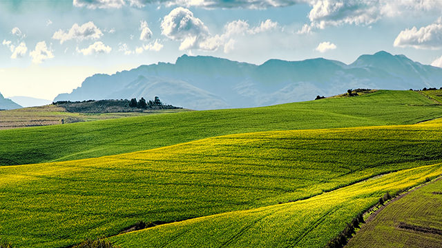 Canola Fields Desktop Background