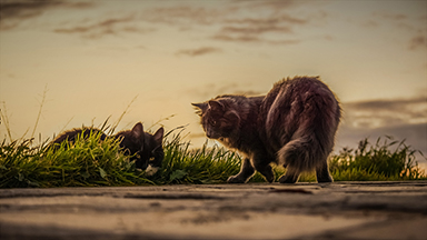 Cats Playing Outside Desktop Background