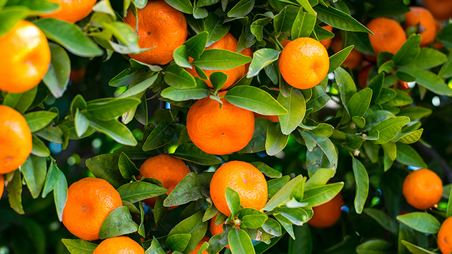 Citrus Fruit Desktop Background