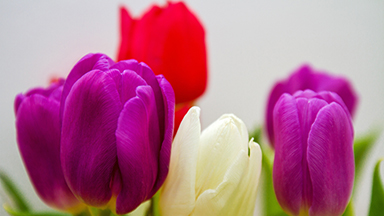 Colorful Tulip Flowers Desktop Background