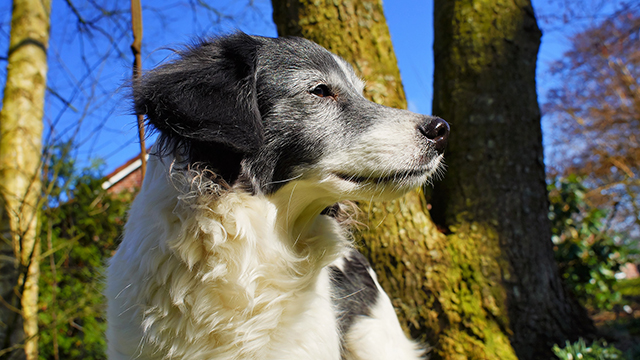 Cutest Old Dog Desktop Background