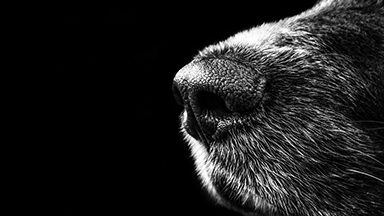 Dog Nose Desktop Background
