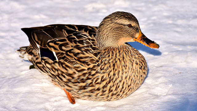 Duck in Snow Desktop Background
