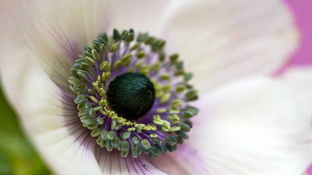 Eye of the Flower Desktop Background