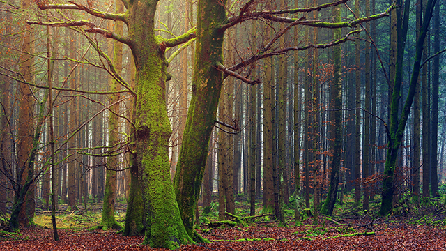 Fairytale Trees Desktop Background