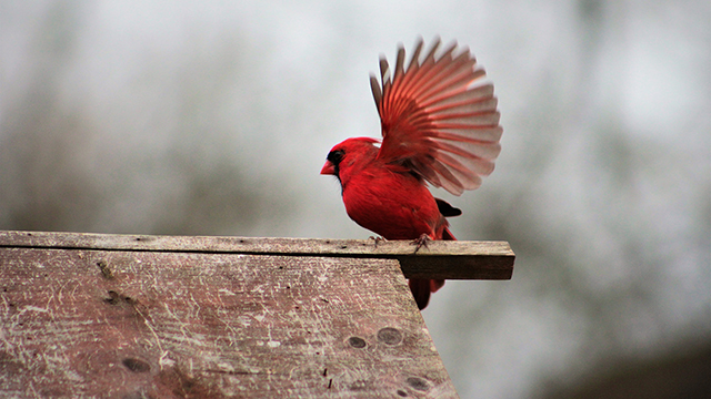 Flying or Sitting Bird Desktop Background