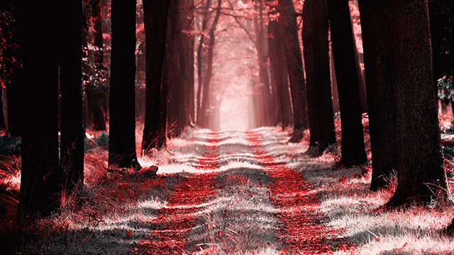 Forest Way Desktop Background