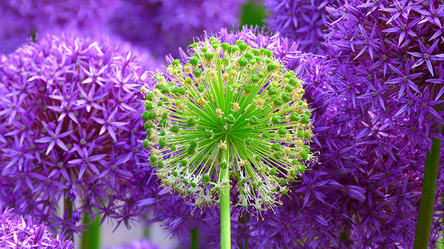 Fresh Blossom Desktop Background
