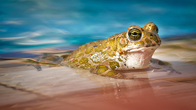 Frog Man Desktop Background