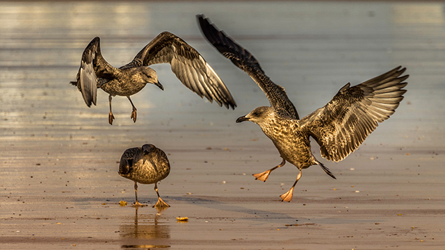 Good Feathers Desktop Background