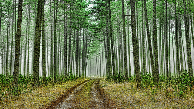 Green Forest Road Desktop Background
