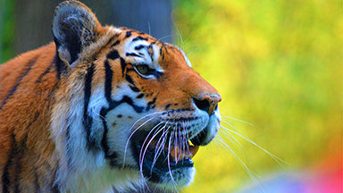 Holi Tiger Desktop Background