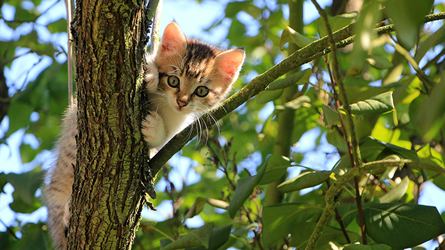 Kitten in a Tree Desktop Background
