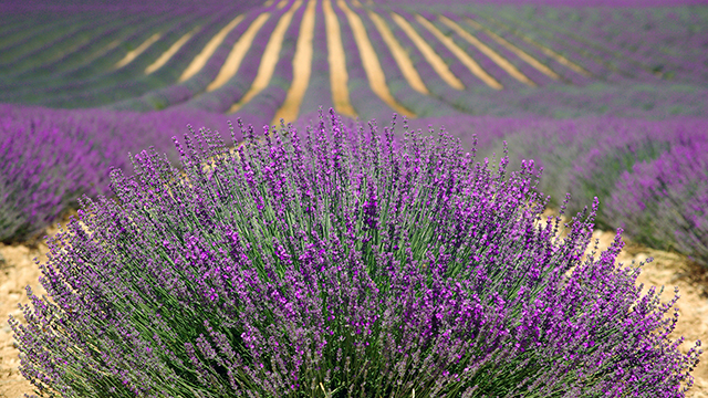 Lavender Desktop Background
