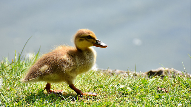 Little Baby Duck Desktop Background