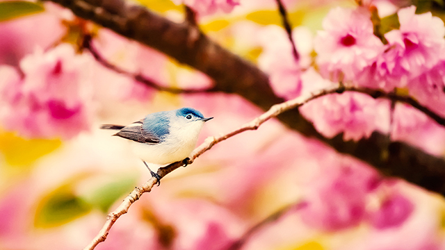 Little Bird Desktop Background