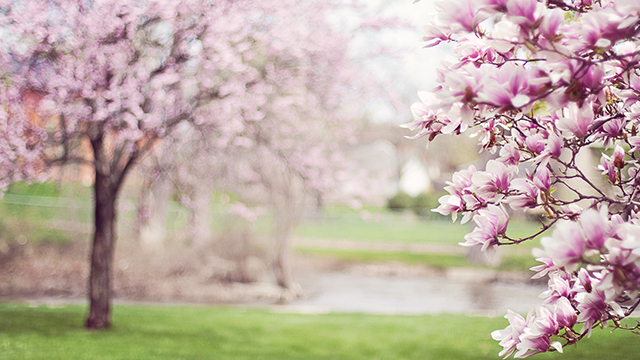 Magnolia Trees Desktop Background