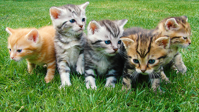 More Kittens Desktop Background