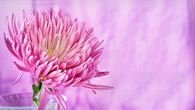 Nature's Pinkest Flower Desktop Background
