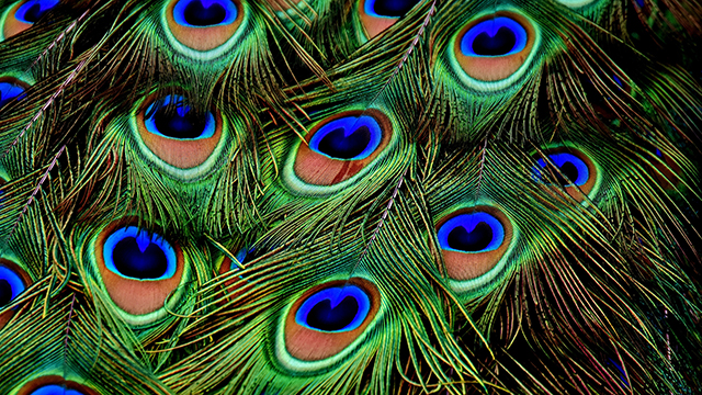 Peacock Feathers Desktop Background
