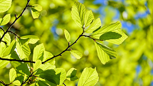 Persian Oak Tree Desktop Background