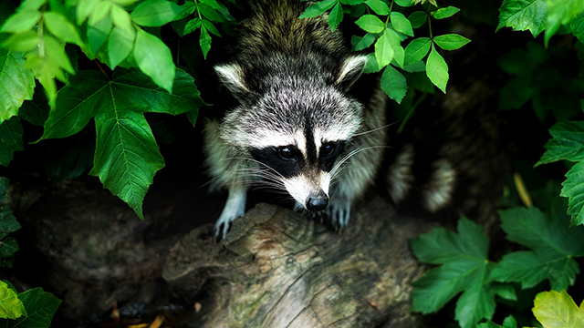Raccoon Desktop Background