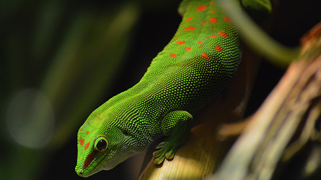 Reptilian Lizard Desktop Background