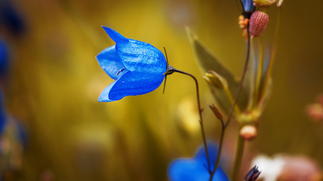 Round Bell Flower Desktop Background