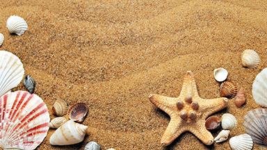 Sea Shells Desktop Background