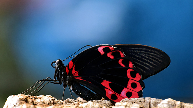 Sitting Butterfly Desktop Background
