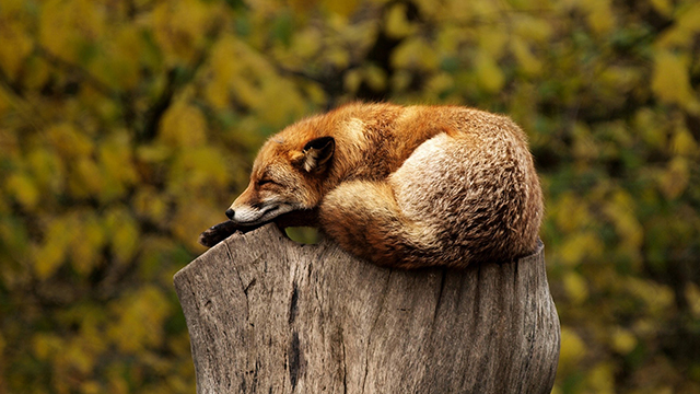 Sleeping Fox Desktop Background