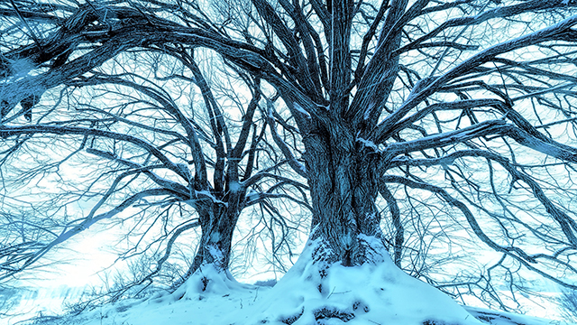 Snowy Blue Trees Desktop Background