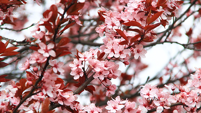 Spring Blossoms Desktop Background