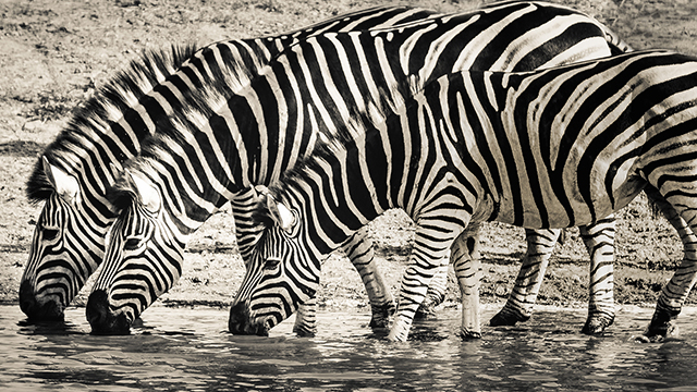 Thirsty Zebras Desktop Background