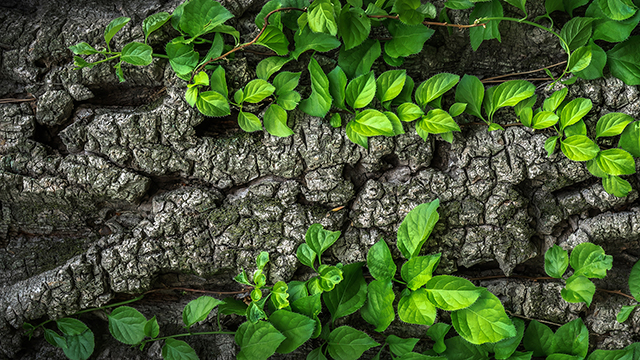 Tree Bark Desktop Background