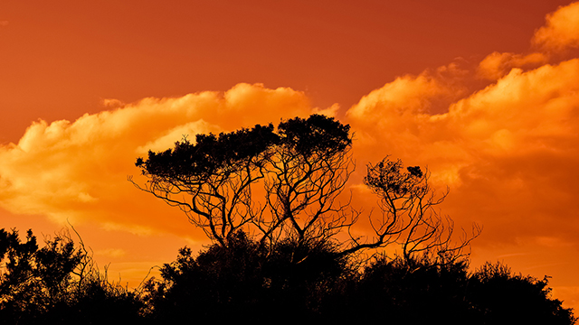 Trees in the Sunset Desktop Background