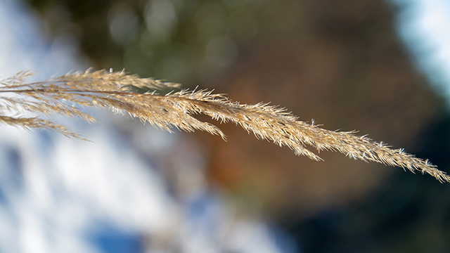 Winter Grass Desktop Background