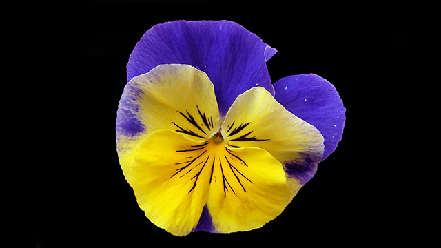 Yummy Flower Desktop Background