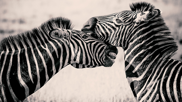 Zebras Desktop Background