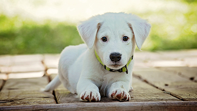 Baby Puppy Google Meet Background