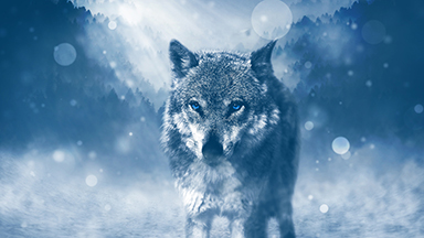 Lone Wolf Google Meet Background