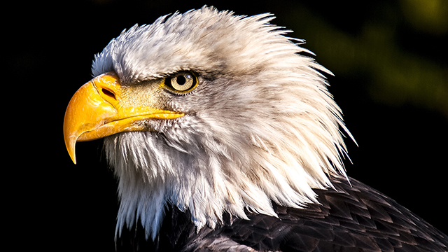Amazing Eagle Google Background